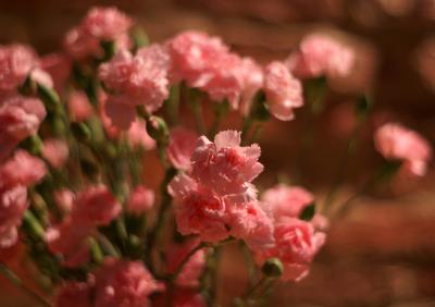 Pink May 1, 2006