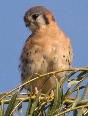 American Kestrel Male immature