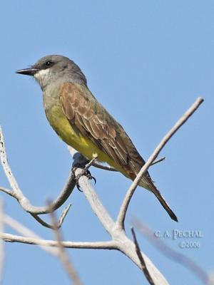 Cassin's Kingbird