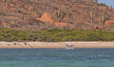 Diving Pelicans