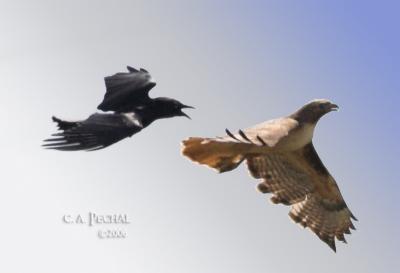 Crow vs Hawk