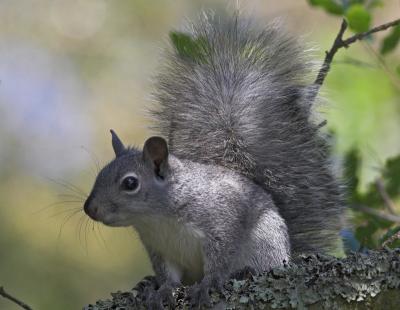 Gray Tree Squirrel