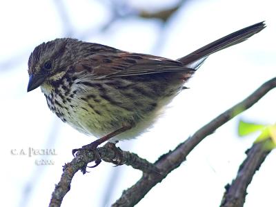 Song Sparrow ~ American River Bike Trail