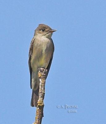 Western Wood Pewee