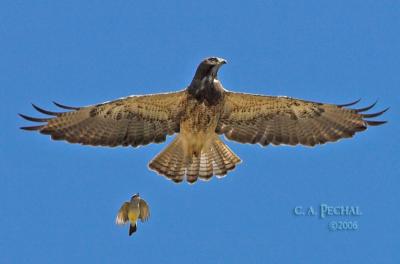 Western King Bird vs Swainson's Hawk