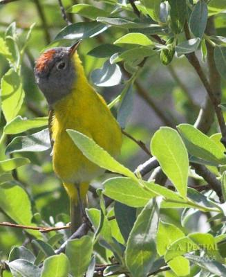 Nashville Warbler