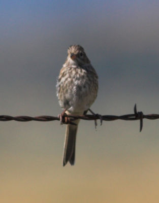 unindentified sparrow Sierra Valley Marsh