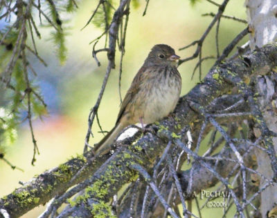 Vesper Sparrow on Eureka Peak