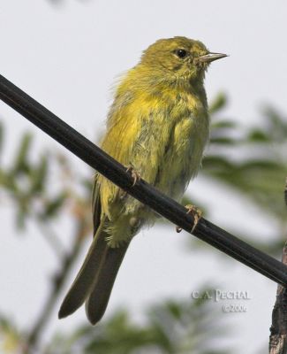 yellowbird1.jpg