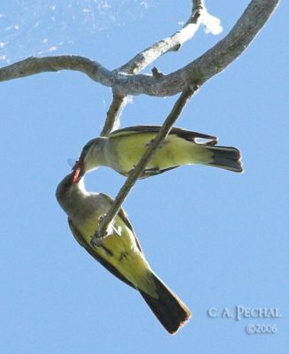 Kingbird feeding fledgling