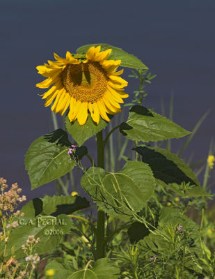 Wild Sunflower on Sacramento River