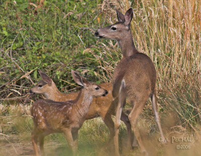 White-tailed deer and fawns