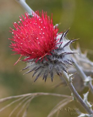 Cobweb Thistle