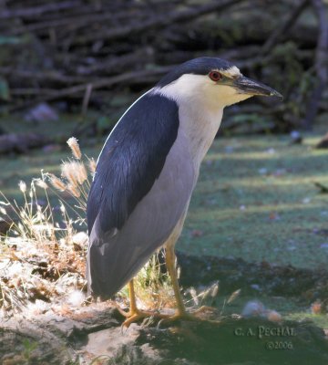 Black-crowned Night Heron