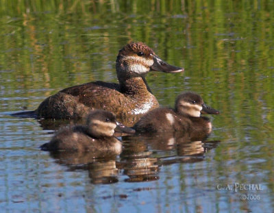 Ruddy Duck with chicks