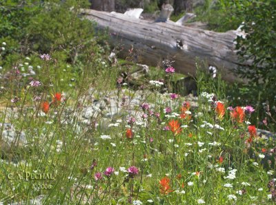 Wildflowers in Mountain Meadow