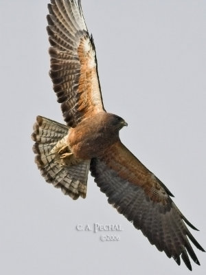 Swaiinson's Hawk