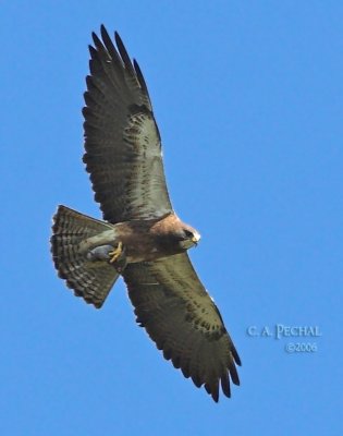 Swainson's Hawk with Vole