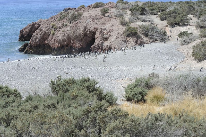 Punta Tombo - Magellanic Penguins