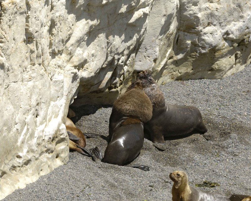 Punta Loma - Southern Sea Lions