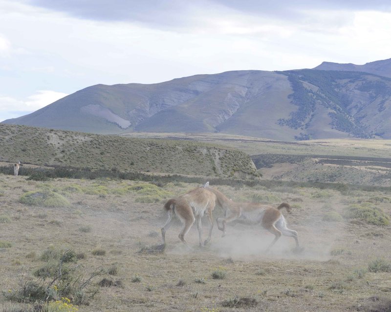 Two Guanacos Fighting