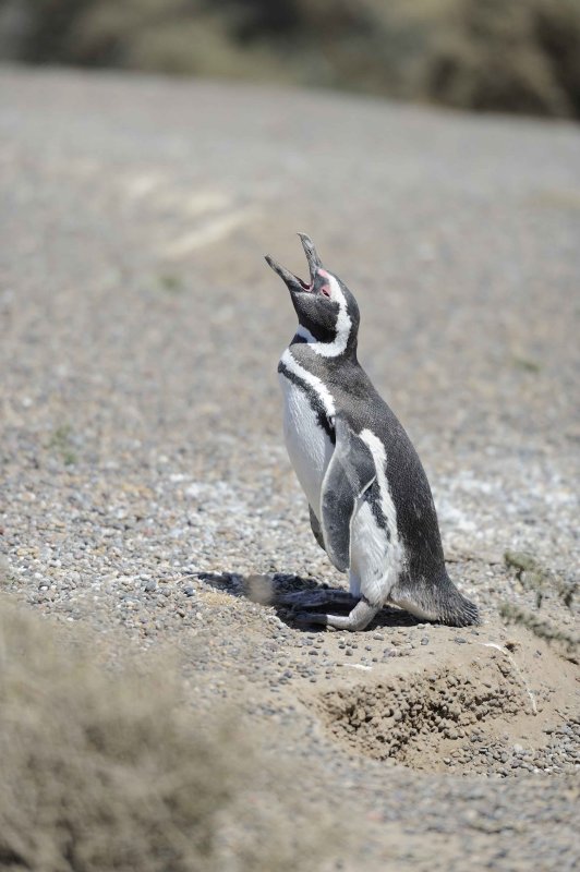 Penguin, Magellanic-123111-Punta Tombo, Argentina-#0232.jpg