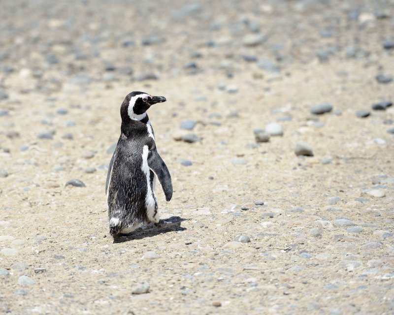 Penguin, Magellanic-123111-Punta Tombo, Argentina-#0307.jpg
