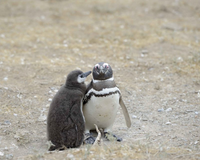 Penguin, Magellanic, w Chick-122911-Punta Cero, Peninsula Valdes, Argentina-#0818.jpg