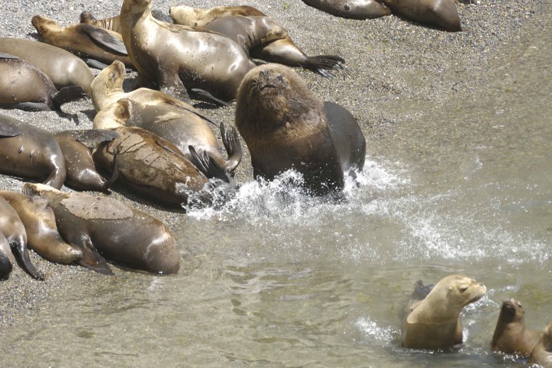 Sea Lion, Southern-010112-Punta Loma, Argentina-#0282.jpg