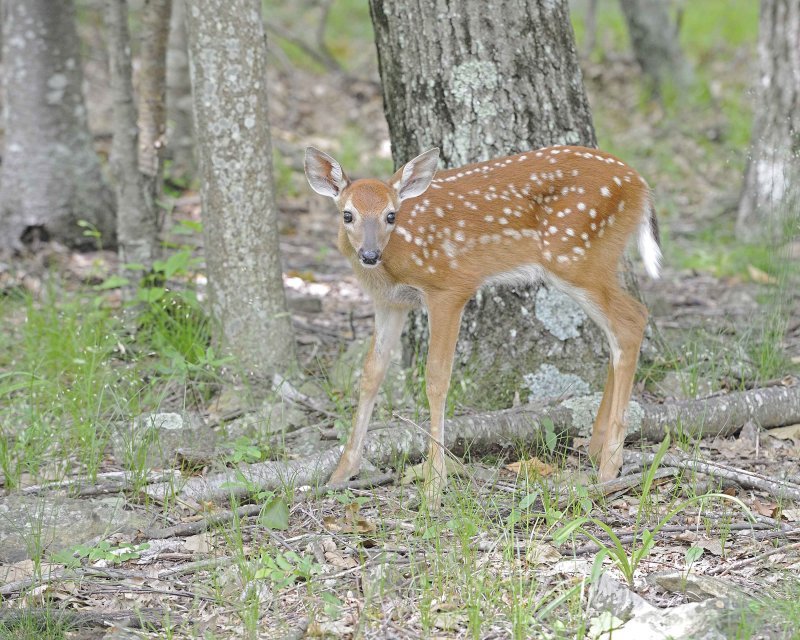 Deer, White-tailed, Fawn-062412-Shenandoah Natl Park, VA-#0443.jpg