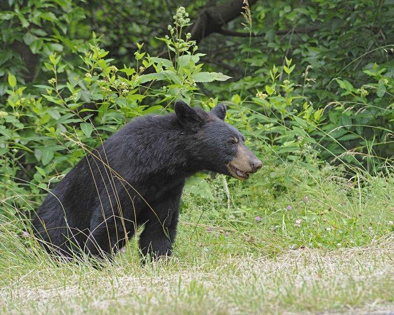 Bear, Black-062412-Shenandoah Natl Park, VA-#0562.jpg