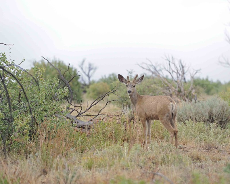 Deer, Mule, Buck-070512-Mesa Verde Natl Park, CO-#0025.jpg