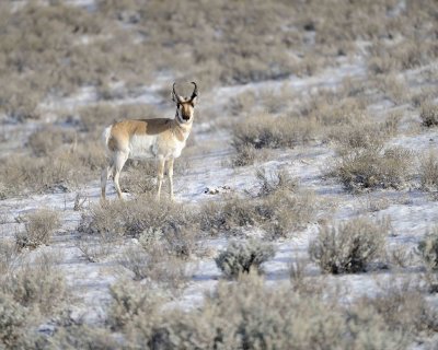 Antelope, Pronghorn-043011-Little America, Yellowstone Natl' Park-#0149.jpg