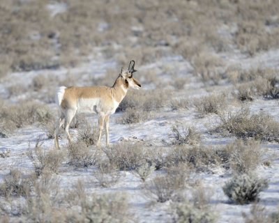 Antelope, Pronghorn-043011-Little America, Yellowstone Natl' Park-#0184.jpg