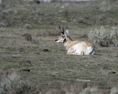 Antelope, Pronghorn-043011-Little America, Yellowstone Natl' Park-#0405.jpg