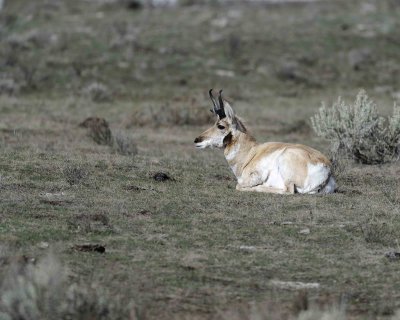 Antelope, Pronghorn-043011-Little America, Yellowstone Natl' Park-#0421.jpg