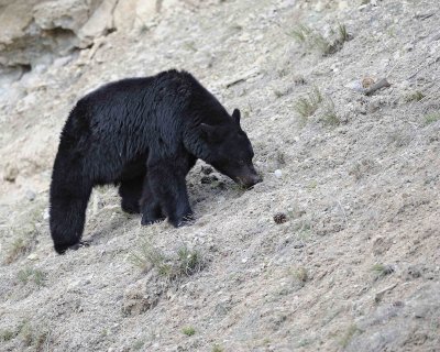 Bear, Black-043011-Yellowstone River, Tower Junction, Yellowstone Natl Park-#0340.jpg