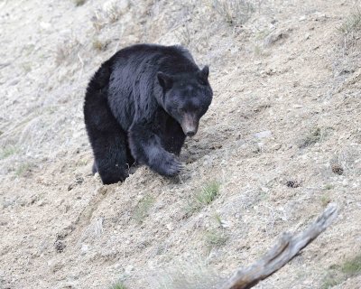 Bear, Black-043011-Yellowstone River, Tower Junction, Yellowstone Natl' Park-#0382.jpg