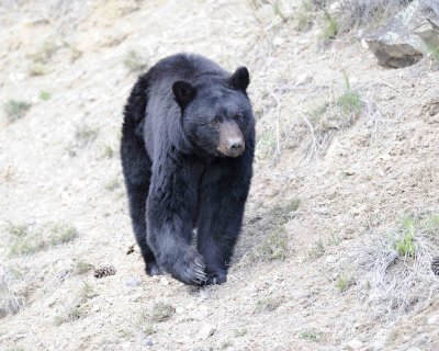 Bear, Black-043011-Yellowstone River, Tower Junction, Yellowstone Natl' Park-#0392.jpg