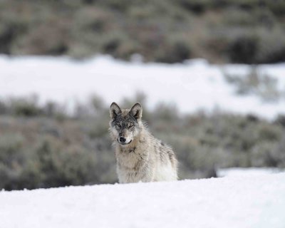 Wolf, Gray, 776, Lamar Canyon Pack-050111-Lamar Valley, Hitching Post, Yellowstone Nat'l Park-#0666.jpg