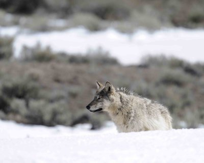 Wolf, Gray, 776, Lamar Canyon Pack-050111-Lamar Valley, Hitching Post, Yellowstone Nat'l Park-#0678.jpg