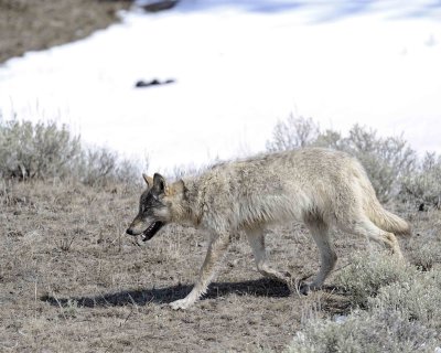 Wolf, Gray, 776, Lamar Canyon Pack-050111-Lamar Valley, Hitching Post, Yellowstone Nat'l Park-#0699.jpg