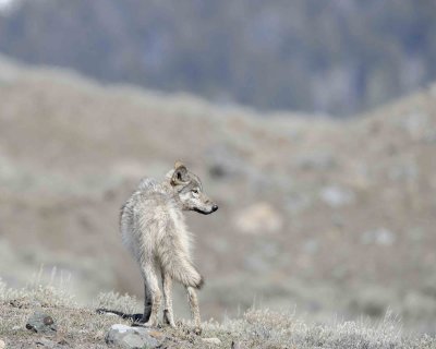 Wolf, Gray, 776, Lamar Canyon Pack-050111-Lamar Valley, Hitching Post, Yellowstone Nat'l Park-#0733.jpg
