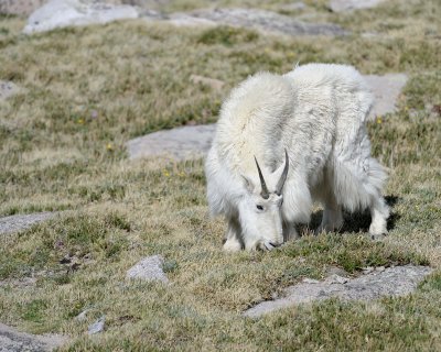 Goat, Mountain, Doe-061811-Mt Evans, CO-#0855.jpg