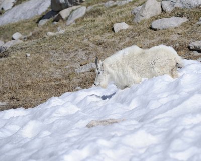 Goat, Mountain, Doe-061811-Mt Evans, CO-#0964.jpg