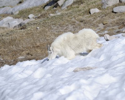 Goat, Mountain, Doe-061811-Mt Evans, CO-#0973.jpg