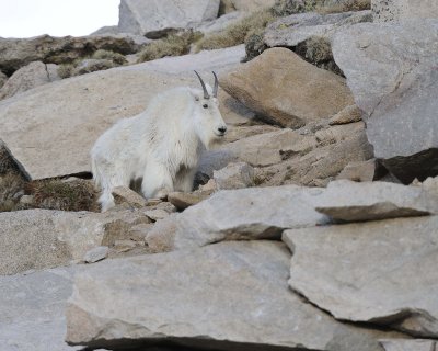 Goat, Mountain, Doe-061911-Mt Evans, CO-#0234.jpg