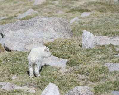 Goat, Mountain, Kid-061811-Mt Evans, CO-#0728.jpg