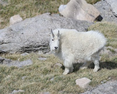 Goat, Mountain, Kid-061811-Mt Evans, CO-#1122.jpg