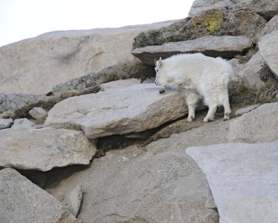 Goat, Mountain, Kid-061911-Mt Evans, CO-#0246.jpg